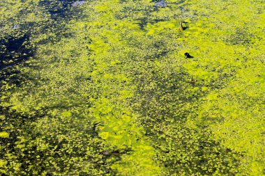 Su yüzeyinde yeşil yosun ve yosun var.