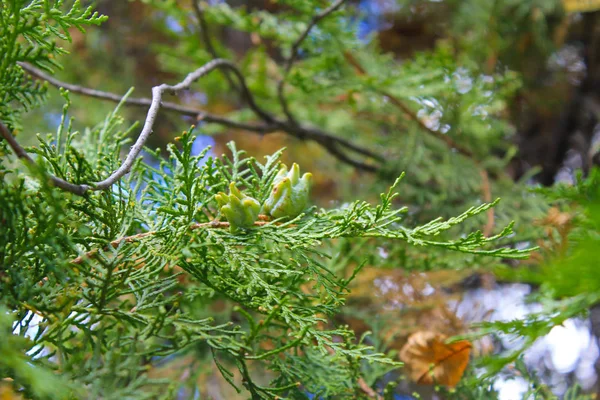 树枝上的 thuja 树锥 — 图库照片