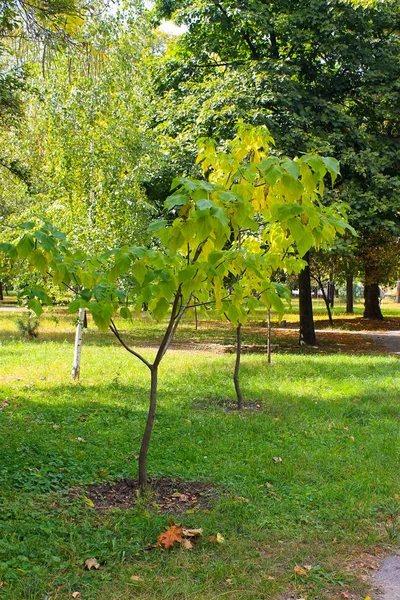 Charuto árvore (Catalpa bignonioides) no parque — Fotografia de Stock