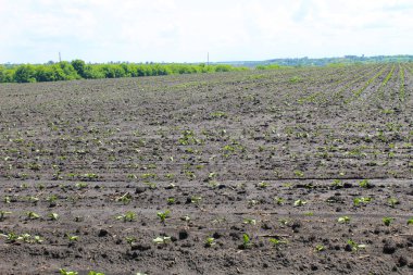 alan ayçiçeği filizi ile