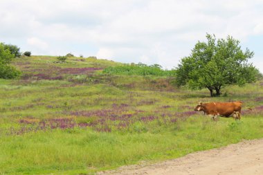 çayır üzerinde kahverengi inek
