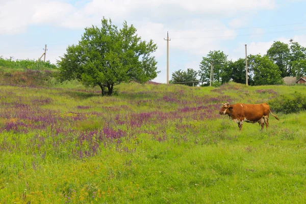 mera üzerinde kahverengi inek