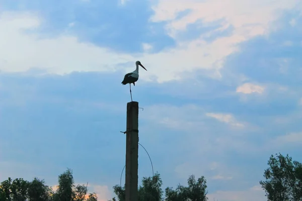 Storch steht auf Betonpfahl — Stockfoto