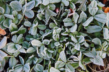 Yeşil bitkilerin üzerindeki ilk sabah donması