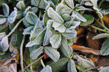 Yeşil bitkilerin üzerindeki ilk sabah donması