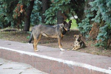 Bir parkta evsiz köpek