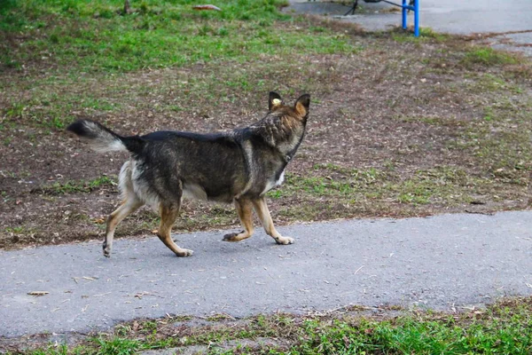 Perro sin hogar en un parque — Foto de Stock