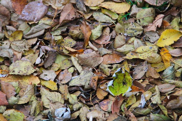 Hintergrund der gefallenen trockenen Blätter — Stockfoto