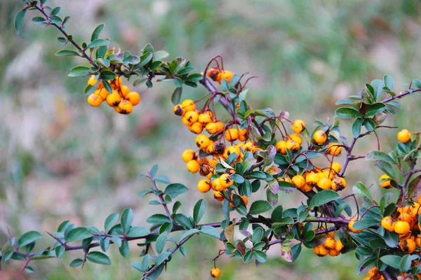 Bagas de piracantha amarelas em um arbusto — Fotografia de Stock