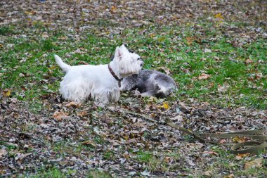 West Highland White Terrier bir parkta oynamak