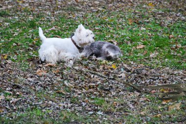 West Highland White Terrier bir parkta oynamak