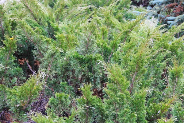 Yeşil sürünen ardıç bitki Park — Stok fotoğraf