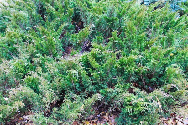 Green creeping juniper plant in park — Stock Photo, Image