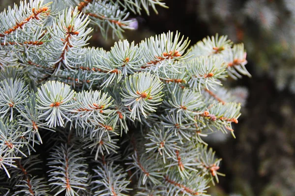 Aiguilles d'épinette bleue sur une branche — Photo