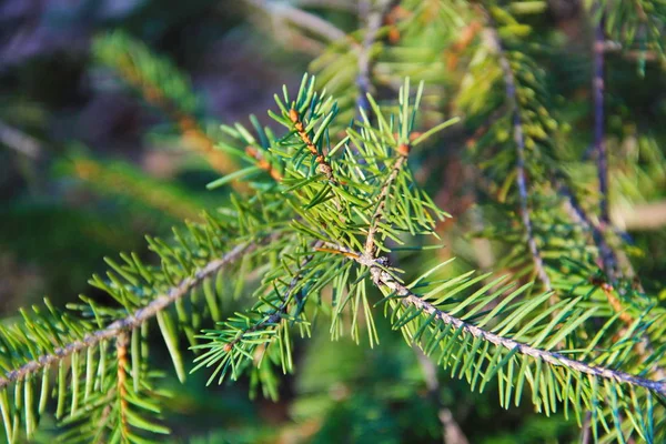 Grön Gran nålar på en grenar — Stockfoto