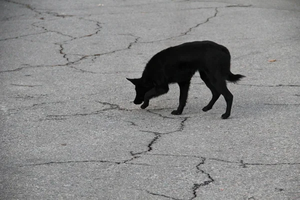 Black homeless dog in the city park — Stock Photo, Image