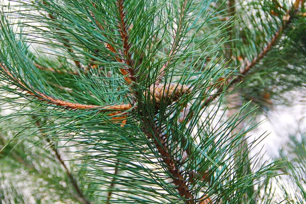 Cone de pinheiro marrom em um ramo — Fotografia de Stock