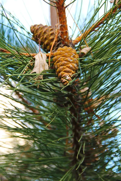 Brown pine cone on a branch — Stock Photo, Image