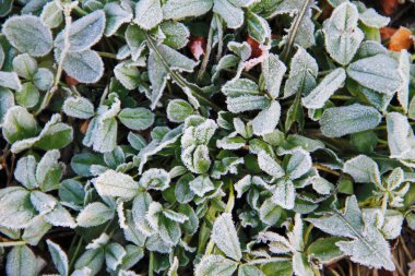 Yeşil bitkilerin üzerindeki ilk sabah donması
