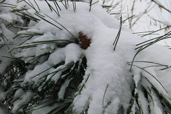 Pine branch covered with snow — Stock Photo, Image