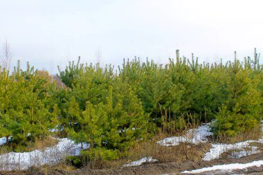 Ormandaki çam ağaçları