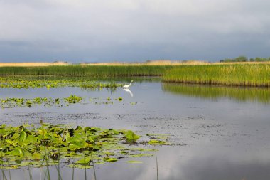 Nehri üzerinde beyaz ak balıkçıl