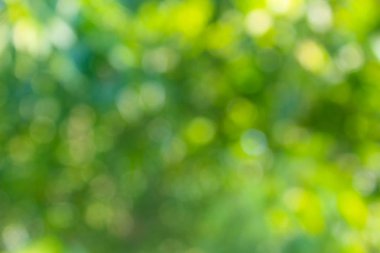 yeşil arka plan bulanık