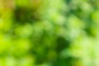 yeşil arka plan bulanık