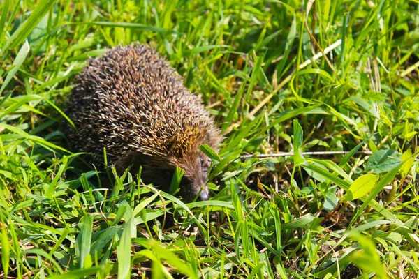 Igel auf grünem Gras — Stockfoto