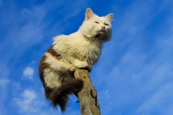 En katt som sitter på en stokk mot en blå himmel – stockfoto