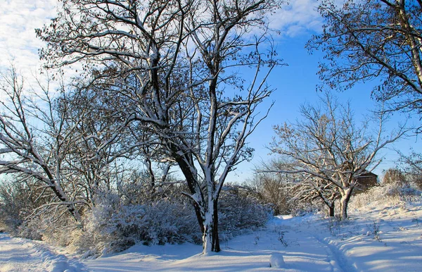 Kırsal kış manzara karlı ağaçları ile — Stok fotoğraf