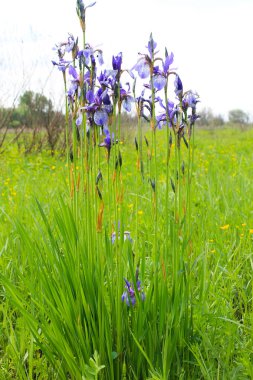 Vahşi mavi süsen çiçekleri