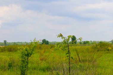 Genç ağaç üzerinde büyük tepeli sinekkapan
