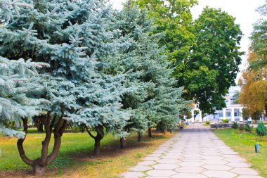Mavi Ladin ağaçları Sonbahar Park