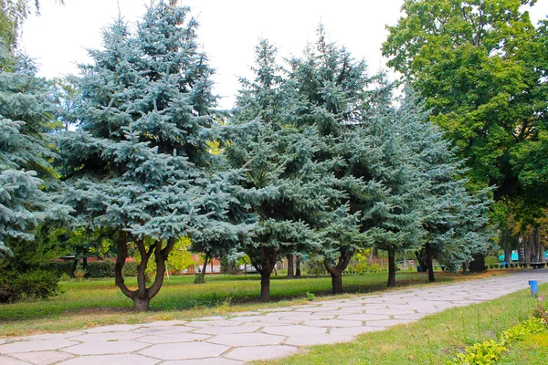 Blue spruce trees in autumn park — Stock Photo, Image