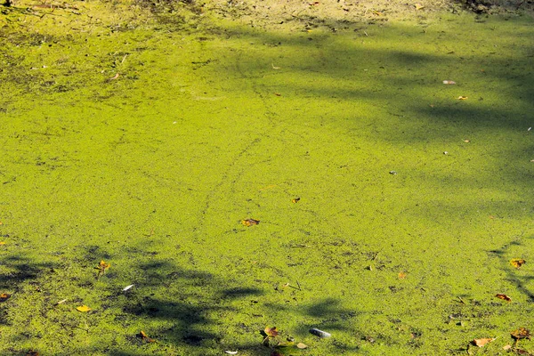 Grünalgen und Wasserlinsen in der Wasseroberfläche — Stockfoto