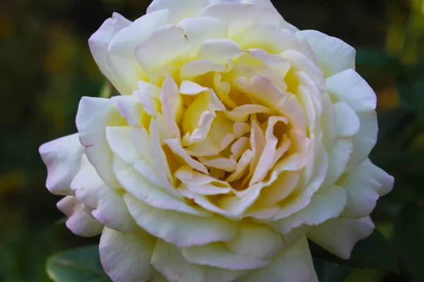 Rosa en el jardín — Foto de Stock