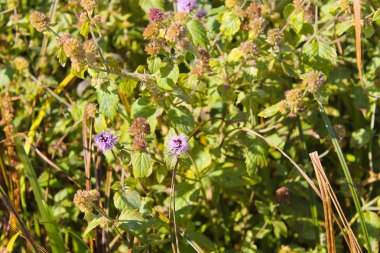 yabani nane çiçekler