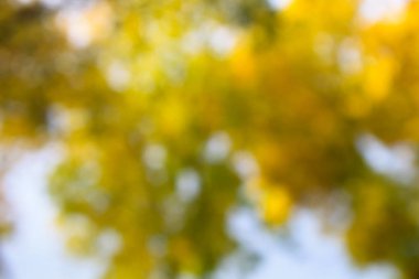 sarı arka plan bulanık