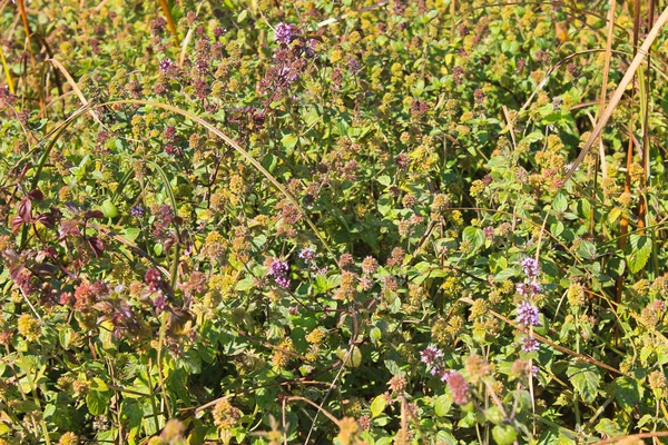 Wild mint flowers