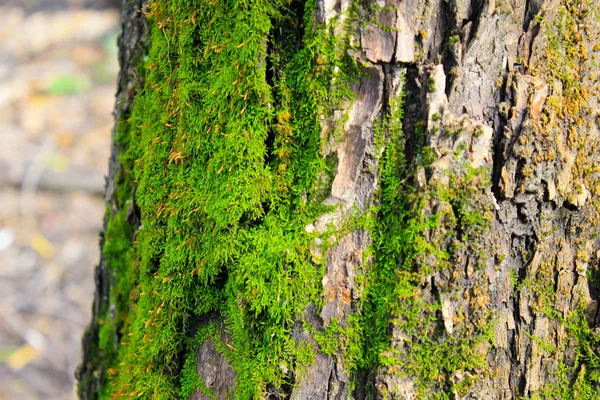 Musgo verde na casca da árvore — Fotografia de Stock