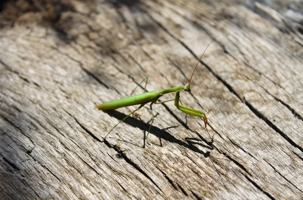 Praying mantis (bidsprinkhaan religiosa) — Stockfoto