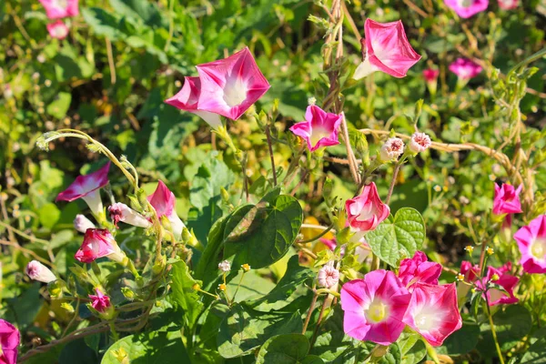 Rosa morning glory i trädgården — Stockfoto