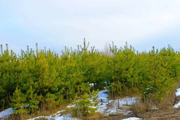 Dennenbos op winter — Stockfoto