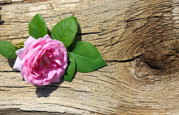 Wild pink rose on wooden background — Stock Photo, Image