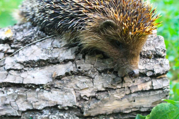 Igel auf Baumstamm — Stockfoto