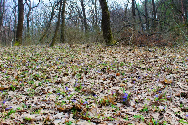 Flores de primavera na floresta — Fotografia de Stock