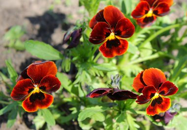 Kırmızı hercai menekşe (viyola üç renkli)