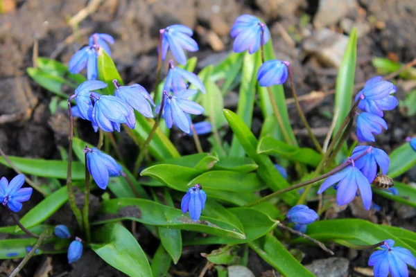 Flores de scilla azul — Foto de Stock