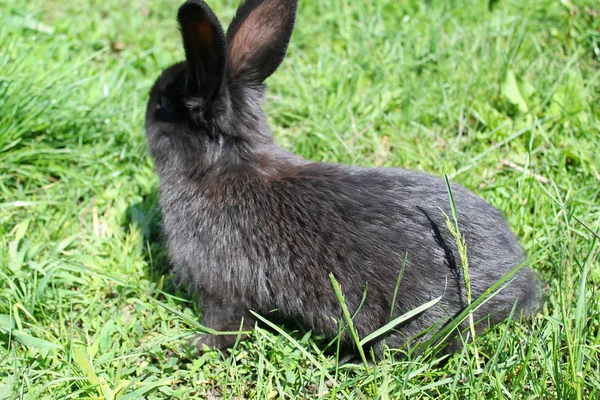 Black rabbit in green grass — Stock Photo, Image